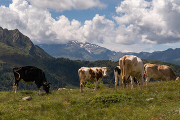 Obraz premium A bucolic mountain pasture near Monte Luco in the Maddalene group in South Tyrol-Italy
