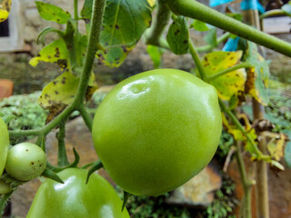 Photo of green tomatoes before ripening that still hangs on the tree