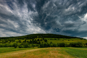 Obraz premium Gathering storm clouds over young pine forest at summer in the Carpathian mountains.