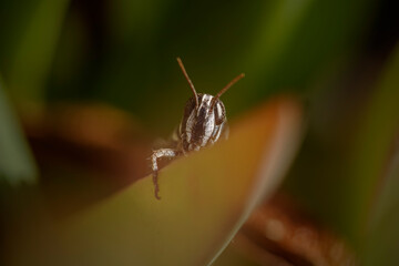 Macro photograph of an hiden grasshoper