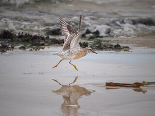 Sandpiper taking off in a sea beach