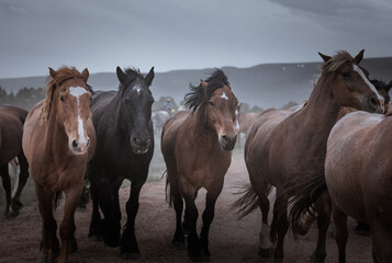 Plakat herd of horses running on dusty trail on overcast rainy day being driven to summer pastures