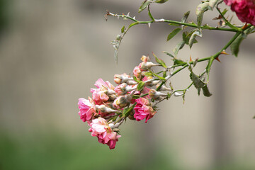 pink roses on a stem. delicate pink roses in a rose garden in Spain.