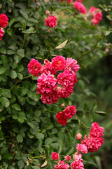 red rose bush. pink roses on a stem. delicate pink roses in a rose garden in Spain.