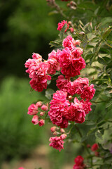 red and white flowers. pink roses on a stem. delicate pink roses in a rose garden in Spain.