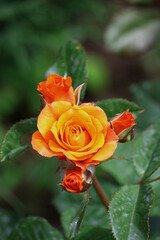 orange rose
