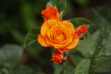 red rose in garden. Orange roses in the garden 