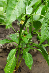 plants in the garden. seedlings of pepper grown in open ground. planting and ripening crops in the garden. green inflorescences of pepper. green pepper bushes with fruits. vegetable farm. growing home