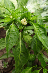 leaves of a flower. seedlings of pepper grown in open ground. planting and ripening crops in the garden. green inflorescences of pepper. green pepper bushes with fruits. vegetable farm. growing homema