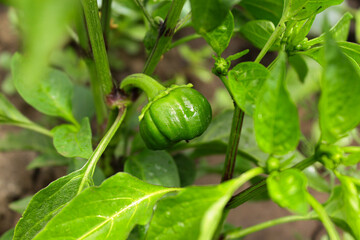 plant. seedlings of pepper grown in open ground. planting and ripening crops in the garden. green inflorescences of pepper. green pepper bushes with fruits. vegetable farm. growing homemade vegetables