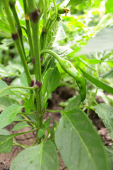 leaves in the garden. seedlings of pepper grown in open ground. planting and ripening crops in the garden. green inflorescences of pepper. green pepper bushes with fruits. vegetable farm. growing home