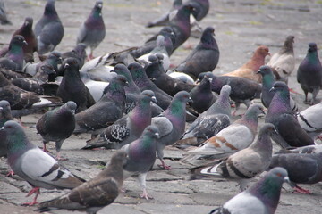 Flock of pigeons in the plaza in front of the Church of San Francisco in the Old Town, Quito, Ecuador