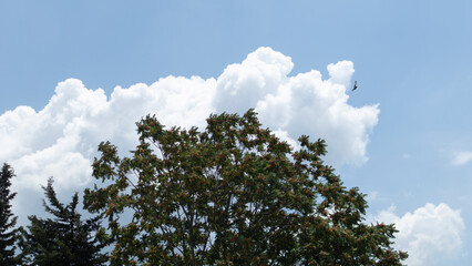 a big tree clouds and a flying dove caught in the frame