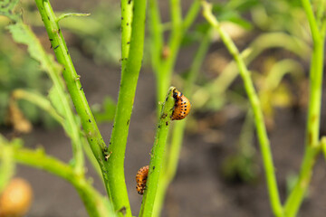 Colorado potato beetle in the garden 