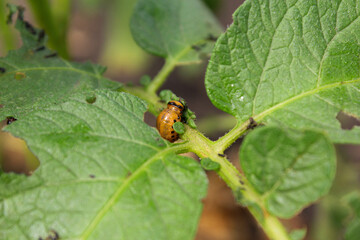 Fototapeta premium state potato beetle. Colorado potato beetle in the garden 