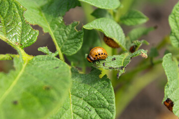 Colorado potato beetle in the garden 