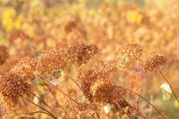 yellow withered flowers in the park in autumn