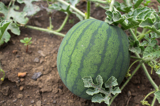 watermelon in the garden. watermelon sprouts and fruits in the garden. planting watermelon in a field at a vegetable farm. growing vegetables and berries on the field. green watermelon bushes with sma