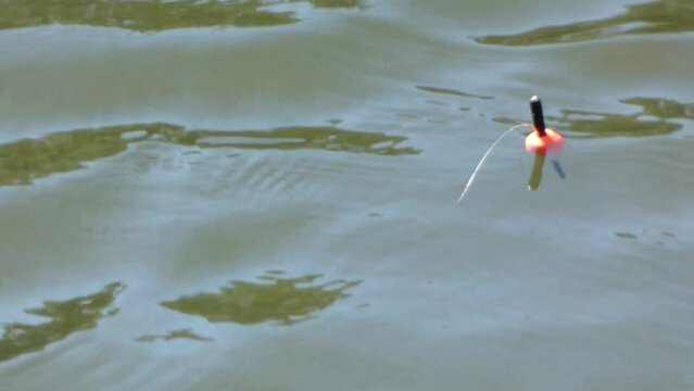 The float on waves above and under water, jerks and goes under water when it starts to peck, close-up
