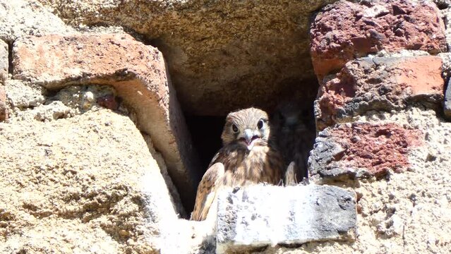 Baby kestrels in a nest in a hole in a medieval castle waiting for the food that their parents will bring.