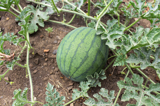 watermelon on the field. watermelon sprouts and fruits in the garden. planting watermelon in a field at a vegetable farm. growing vegetables and berries on the field. green watermelon