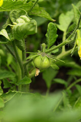tomatoes in the garden. planting and ripening tomato crops on an eco farm. green small fruits of tomatoes on a branch. flowering tomato bushes in the ground. crop care. harvesting. farming.