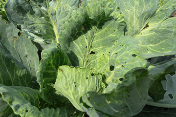 cabbage in the garden