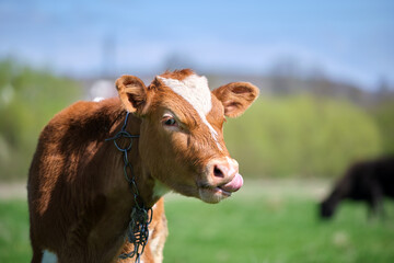 Head portrait of young calf grazing on green farm pasture on summer day. Feeding of cattle on...