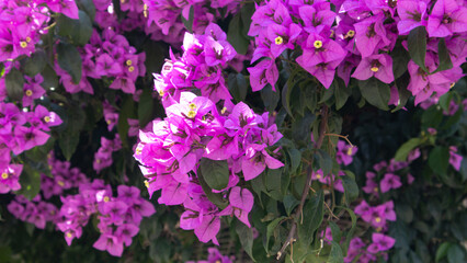 Fototapeta premium gorgeous purple violets glamorous wonderful colors of nature 2