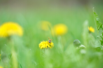 Honey bee gathering nectar on yellow dandelion flowers blooming on summer meadow in green sunny...