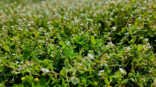 Closeup shot of the common knotgrass (Polygonum aviculare)