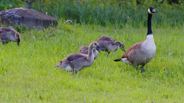 family of canada geese walking in slow motion