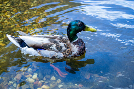 Image of an animal a wild drake and a duck sail on a pond