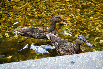 Image of an animal a wild drake and a duck sail on a pond