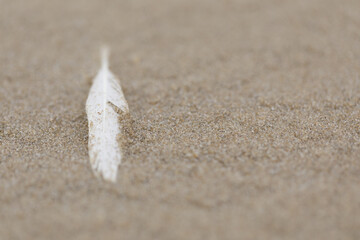 feather in the sand.