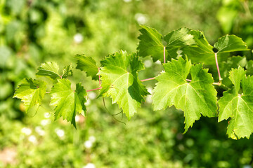 Grapevine twig with young green leaves on blurred sunny nature