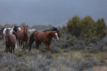herd of horses running on dusty trail on overcast rainy day being driven to summer pastures