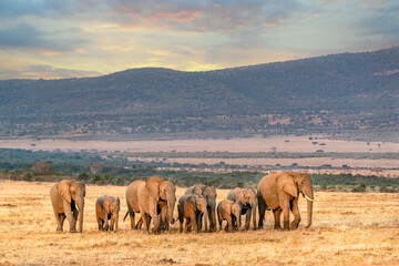 Large elephant herd walking in dust in Maasai Mara National Reserve, Kenya, Africa