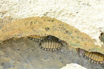 chitons hiding under rock on pink sand beach in Bermuda