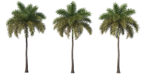 A variety of trees and plants