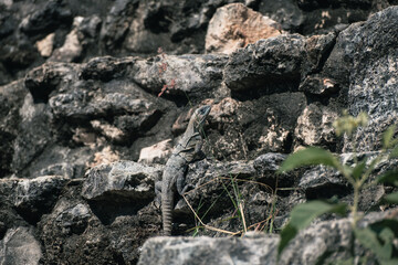 Iguana laying among the stones of a maya ruin,