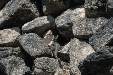 Iguana laying among the stones of a maya ruin,