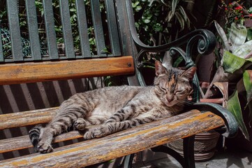 Fototapeta Closeup shot of a cute tabby cat lying on a bench obraz