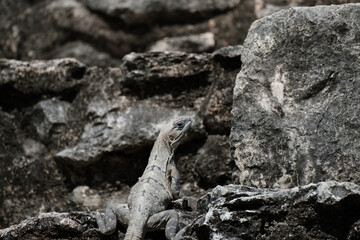 Iguana laying among the stones of a maya ruin,