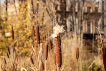 reeds in a pond in a park in autumn
