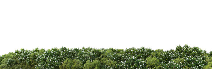 A variety of trees and plants