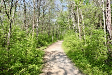 The dirt trail in the woods on a sunny day.