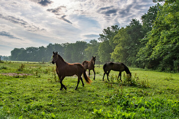 Horses in farm pasture in the early morning with morning mist in the air