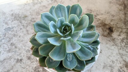 Closeup shot of the echeveria in the pot - Powered by Adobe