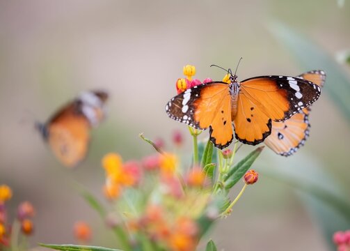 Shallow Focus Shot Of Plain Tiger Butterflies And Milkweed Flowers In Garden